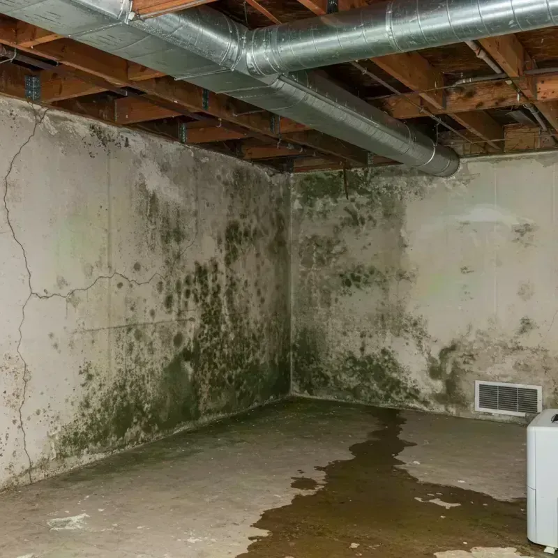 Professional Mold Removal in McCracken County, KY